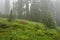 Morning fog lays heavy over green hillside scene in WA state.