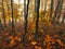 Morning fog in a mysterious forest