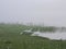 Morning fog and swans near lake