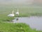 Morning fog and swans near lake