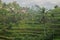 Morning fog view of Tegallalang Rice Terrace in Bali, Indonesia