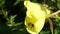 Morning. The forest bee collects pollen from lemon-colored flowers. A bee in flight. Background picture.