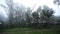Morning forest with fog and loud songs of Indri