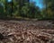 Morning in the forest. Forest soil near