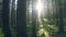 Morning forest sunlight sun rays green mystical summer story
