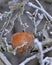 Morning frost on a rotten apple on a tree in january