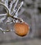 Morning frost on a rotten apple on a tree in january