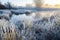 morning frost on wetland vegetation