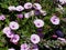 Morning Glories In Bloom In Early Summer