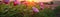 Morning Glories Field On Blurred Sunrise Background. Banner For Web. Generative AI