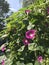 Morning glory against summer sky