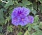 Morning glory blooming in early afternoon with mauve veined petals.