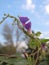 Morning Glory blooms and vine in early morning sunlight reaching skyward