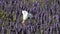 Morning glory blowing in the breeze in lavender field