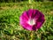 Morning glory flower Ipomoea pink in the field.