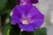 Morning glory flower (Ipomoea purpurea) in Gubbio, Umbria, Italy