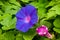 Morning glory flower macro shot - Ipomoea purpurea, Selective focus