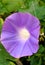 Morning glory flower nice looking image