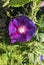 Morning Glory Flower - Purple Ultraviolet -  with green vegetation background