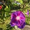 Morning Glory Flower - Purple Ultraviolet -  with green vegetation background