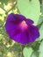Morning glory flower in Uniondale New York