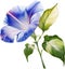 Morning glory flower, Watercolor painting of a Morning Glory Flower. AI-Generated.