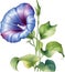 Morning glory flower, Watercolor painting of a Morning Glory Flower. AI-Generated.