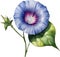 Morning glory flower, Watercolor painting of a Morning Glory Flower. AI-Generated.