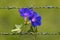 Morning Glory Flowers blooming on barbed wire and blurred background