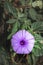 Morning glory flowers Convolvulaceae blossoming in the early morning, Uganda