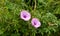 Morning glory flowers sprouted from behind the leaves