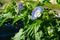 Morning glory, is a genus of the genus Convolvulus, an annual entangled herb.Closeup colorful blossom plant in the garden.