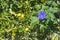 Morning glory Ipomea purpurea and oranges on green wall