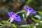 Morning Glory (Ipomoea) flower