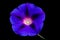 Morning glory, Ipomoea flower or farbitis