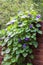 Morning Glory Ipomoea flowers twine upward wooden fence