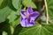 Morning glory or ipomoea indica purple flower bud and green leaves
