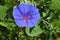 Morning glory / ipomoea indica purple /violet flowers with green leaves. oke