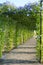 Morning Glory or Ipomoea purpurea in outdoor garden