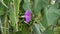 Morning glory in lush Corn leaves.agriculture farmland at rural.