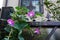 Morning glory plant with purple flowers climbing on wrought iron fence
