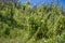 Morning Glory shrubs covering burned shrubs and trees, Stebbins Cold Canyon, Napa Valley, California