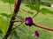 Morning Glory vine climbing up a Castor Bean plant