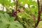 Morning Glory Vines growing around the stalks of Castor Bean plants