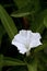 Morning glory or White dwarf morning glory in garden.