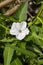 Morning glory or White dwarf morning glory in garden.