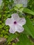 Morning glory white and purple blossom