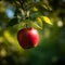 Morning Glow: Ripe Red Apple on a Tree Branch in Lush Green Forest