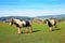 Morning grazing in clear countryside