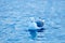 Morning, gull in the water.Slaty-backed Gull, Larus schistisagus, detail bird portrait, winter snowy conditions. Hull with yellow